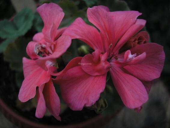 Brookside Tango