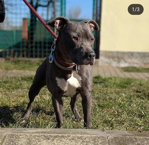 Psi k adopci z útulků, azylů a neziskových organizací