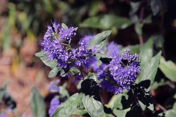 Caryopteris shrub in bloom.