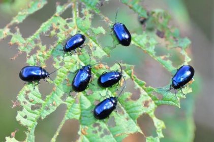 Soubor:Alder leaf beetles (Agelastica alni) (8012978909).jpg