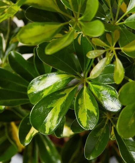 bloomscape_schefflera-varigated_lg_detail