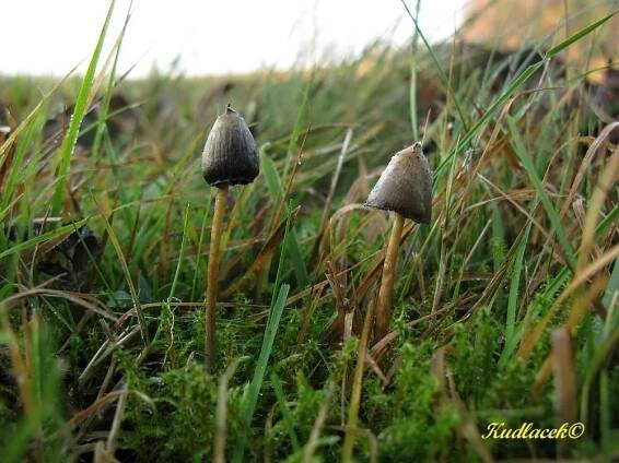 Lysohlávka kopinatá - Psilocybe semilanceata - Kudluv fotoatlas hubKudluv fotoatlas hub