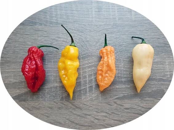 Bhut Jolokia paprika semena sada MIX BAREV