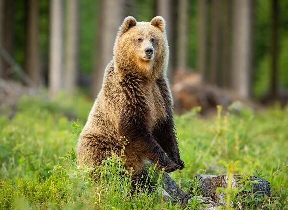Mammals tried different ways to move before walking upright