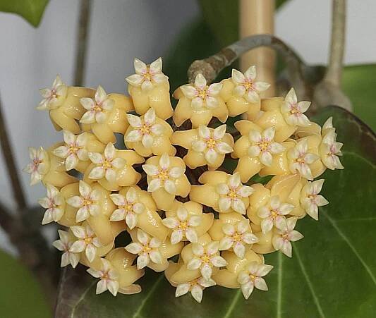 Hoya cominsii flowering