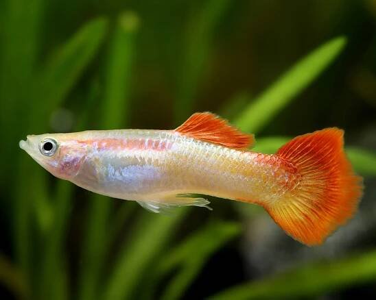 Guppy male "red blond" - Poecilia reticulata
