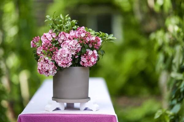 Hortinno® Kalmia latifolia Little Linda