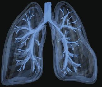 8. třída (Př, 32) - Dýchací soustava 2