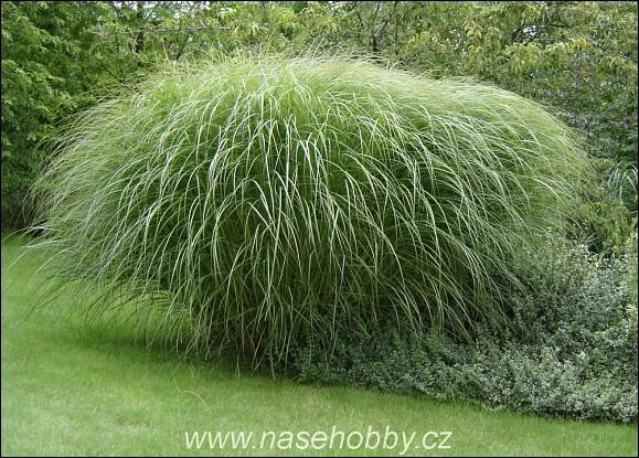 Ozdobnice velká, Miscanthus, foto med