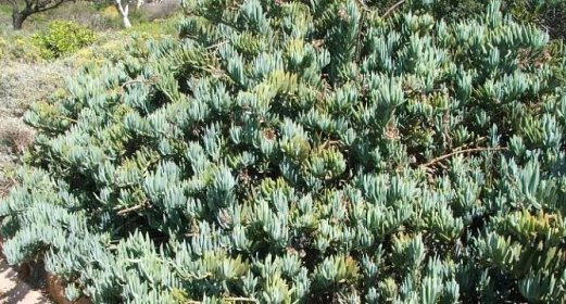 Curio ficoides plant in cultivation, grown as a ground cover, at the Cycad Garden, Babylonstoren Farm, Western Cape, South Africa.