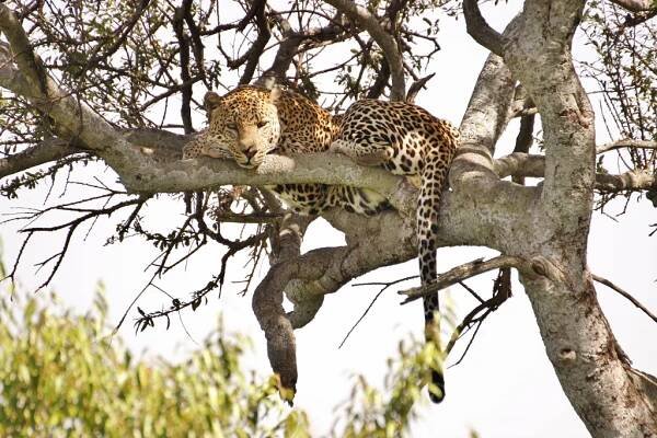 Národní rezervace Masai Mara - Safari a dovolená v Keni