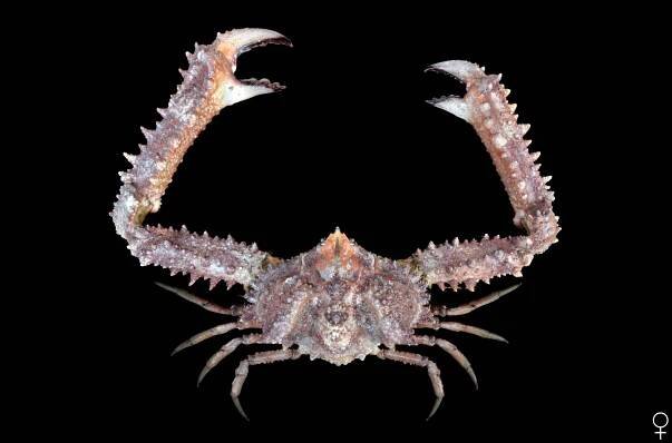 Crab Database · Krabi