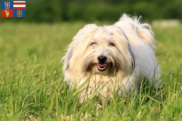 Chovatelé a štěňata Coton de Tuléar na jižní Moravě - cz.DogWeb.com