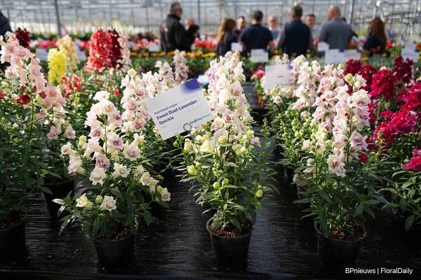Dutch Spring Trials 2025