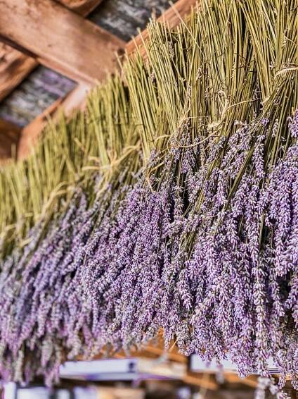 12 Best Lavender Fields to visit in California 20