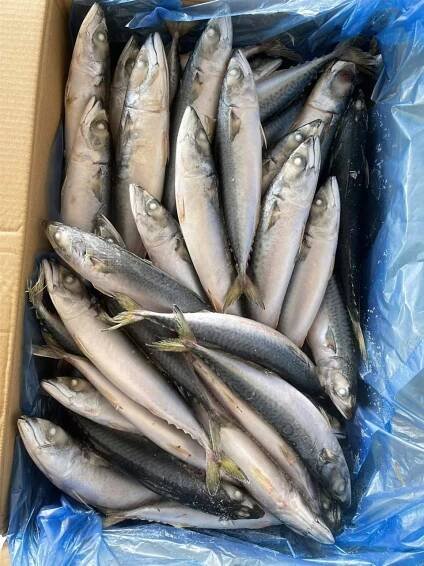 Frozen Pacific Mackerel Seafrozen