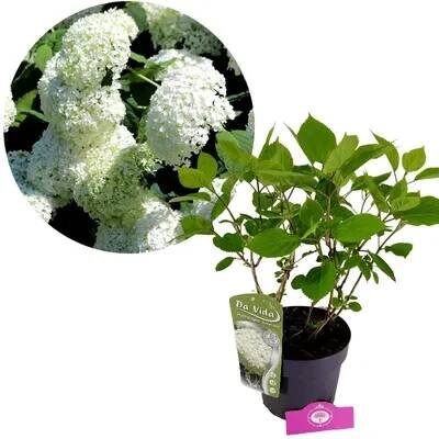 Obrázek produktu pro Hydrangea arborescens 'Annabelle', hortenzie, květináč o objemu 3 litry