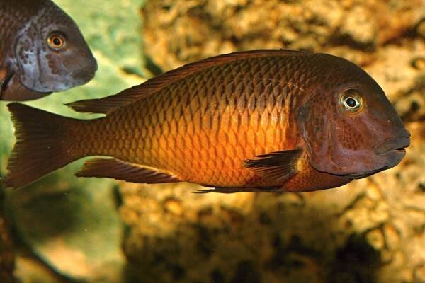 Tropheus moorii