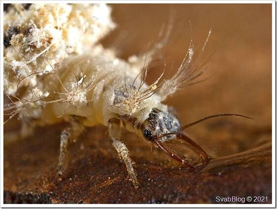 Zlatoočko Chrysotropia ciliata