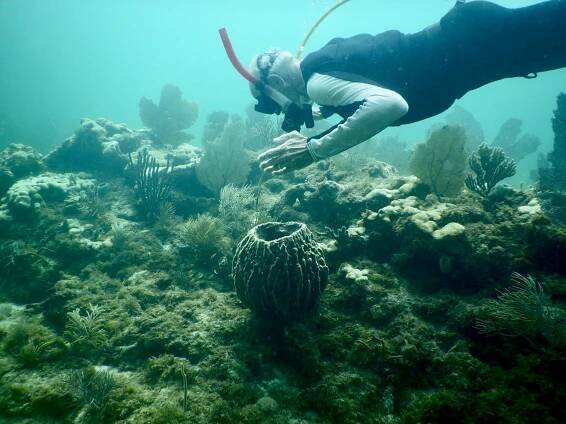 Dave’s Undersea Wildlife Encounters