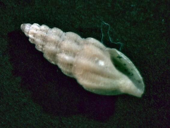 Sorgenfreispira