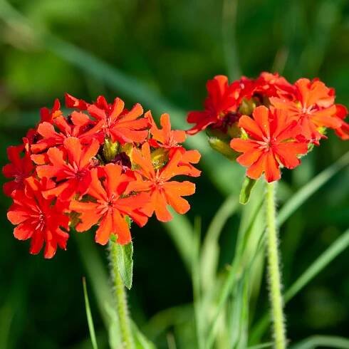 Kohoutek chalcedonský - Lychnis chalcedonica - prodej semen - 50 ks