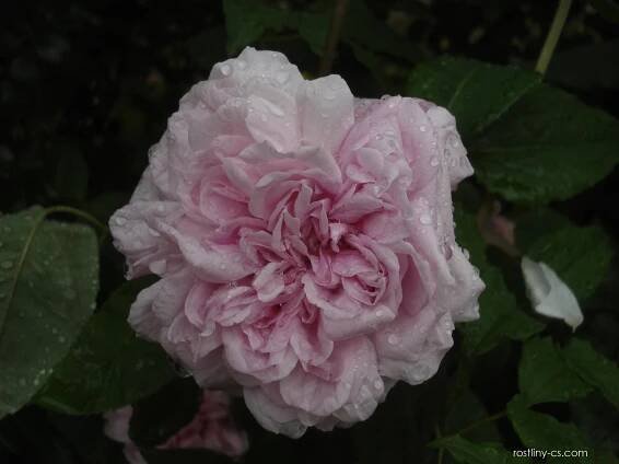 Růže Enfant de France (Rosa)