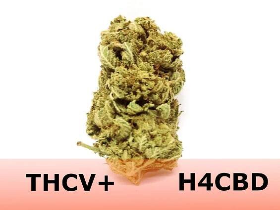 THCV květ konopí Lemon haze