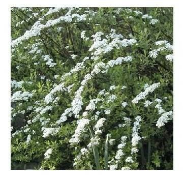 Tavolník popelavý FloraSelf Spiraea cinerea 'Grefsheim' 50-60 cm květináč 4 l
