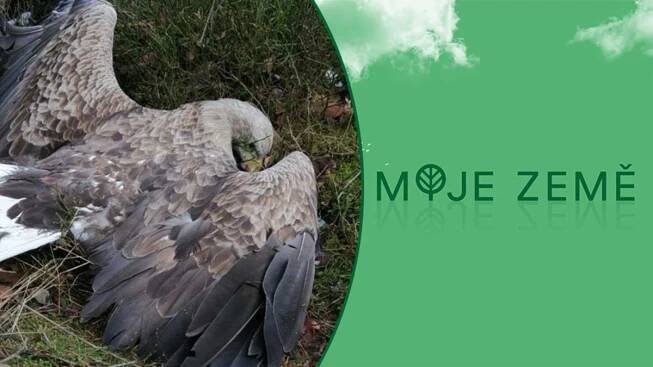 Přelomový rozsudek! V Česku byl poprvé odsouzen travič dravců