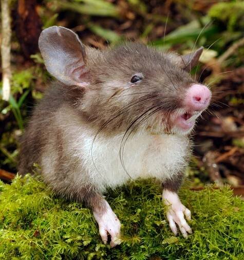 Stümpke's legacy lives on in Hyorhinomys stuempkei , a real but very unusual shrew rat.