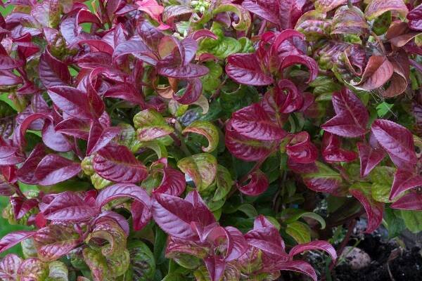 How to grow leucothoe