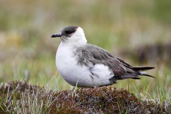 Welcome to BTO Scotland | BTO