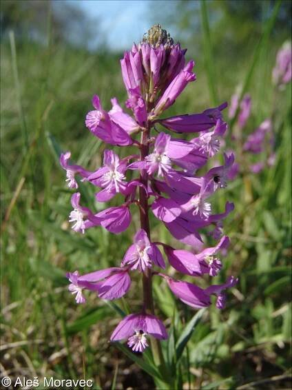 fotografie Polygala major (vítod větší)