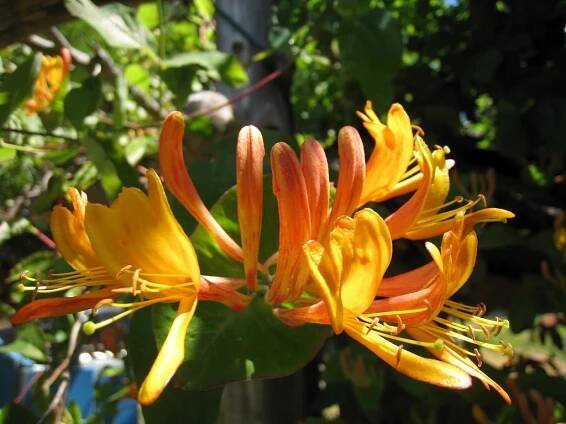 late spring flowers