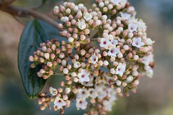 Viburnum: the best Viburnum to grow and when to prune | Gardens Illustrated