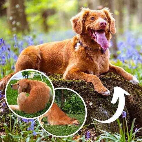 Probiotické žvýkačky proti svědění Love2Dogs SuperChews - Nejlepší probiotika