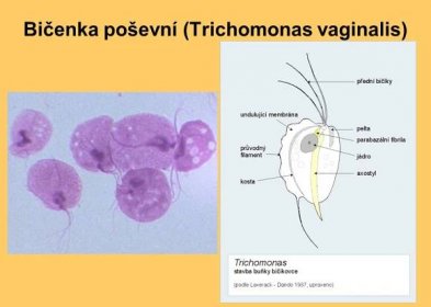 Bičenka poševní (Trichomonas vaginalis)