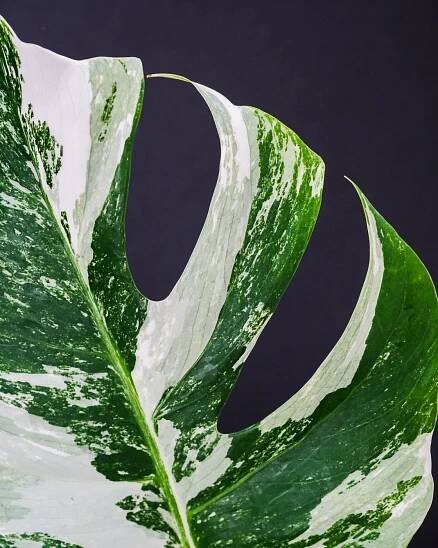 panašovaná monstera