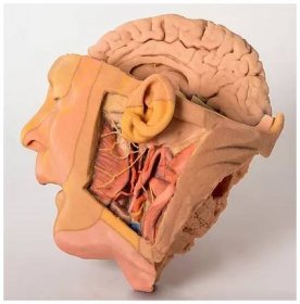 Celkový pohled na model hlavy a krku
