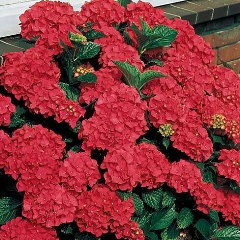 Hortenzie zahradní ROYAL RED