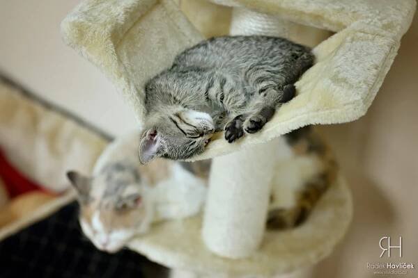 Tina – mourovaté, hravé kotě – kočička | Útulek Tábor – pro psy a kočky