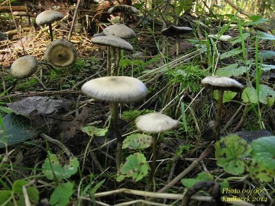 Lysohlávka tajemná česká - Psilocybe serbica var. bohemica - Kudluv fotoatlas hub