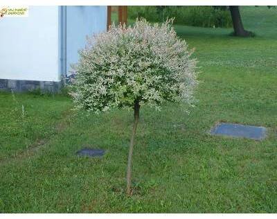 Japonská vrba - Salix 'HAKURO - NISHIKI' (kont. 9x9 cm,keř)