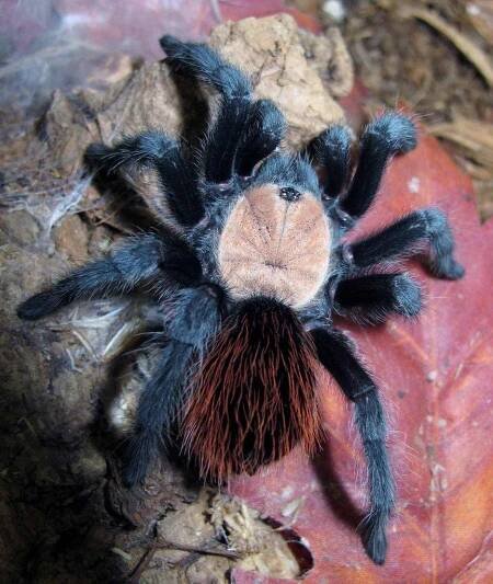 Brachypelma albiceps 2,5cm ( v těle).Neurčené