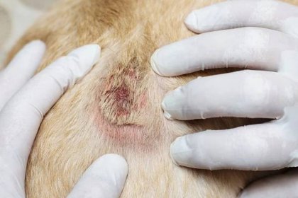 5 nejčastějších kožních nemocí a problémů u psů