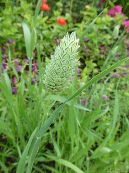 Chrastice kanárská (Phalaris canariensis)