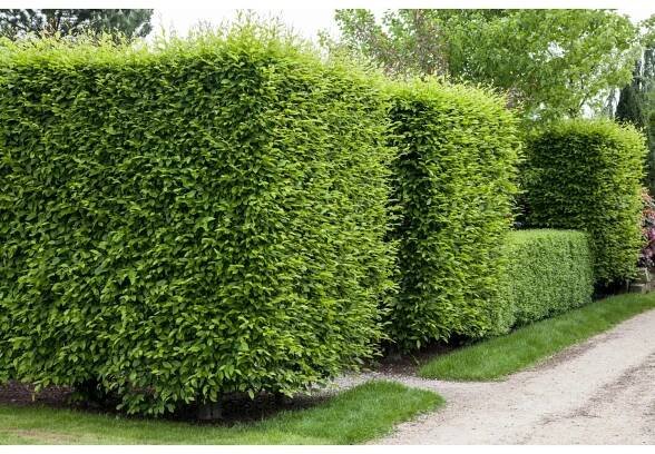 Landgard Habr obecný (Carpinus betulus) výška 80-100 cm, 3 l, 50 ks