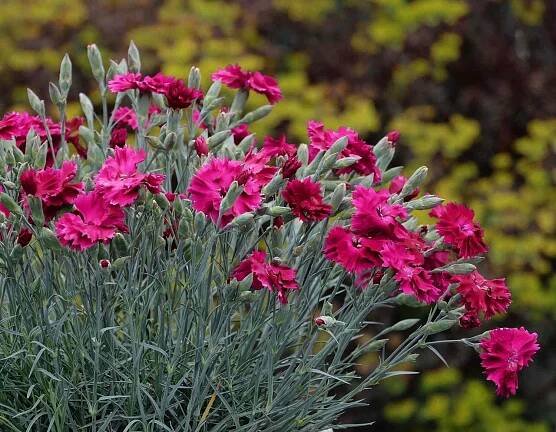 Dianthus Pickables