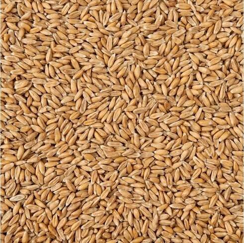 Country Life Pšenice špalda Bio 1 kg